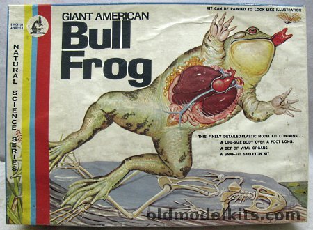 Lindberg 1/1 Giant American Bull Frog with Internal Organs and Skeleton, 1310 plastic model kit